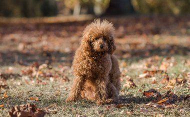 Çimlerin üzerinde küçük çikolata kanişi. Doğada evcil hayvan. Oyuncak gibi şirin bir köpek.
