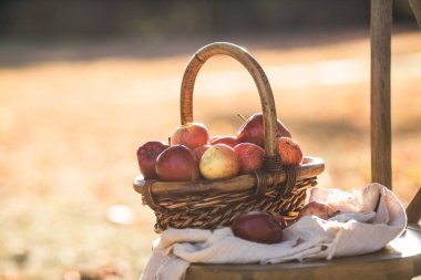 Kırmızı olgun sonbahar elmalarıyla dolu bir sepet. Mevsimlik meyve toplama, elma bahçesinde sonbahar hasadı