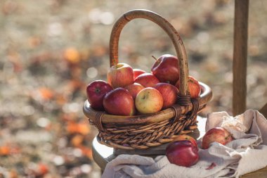 Kırmızı olgun sonbahar elmalarıyla dolu bir sepet. Mevsimlik meyve toplama, elma bahçesinde sonbahar hasadı