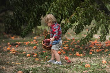 Küçük çocuk kendi meyve çiftliğinde ağaçtan taze olgun şeftali topluyor. Çocuklar meyve bahçesinde olgun şeftali toplayıp yiyorlar..