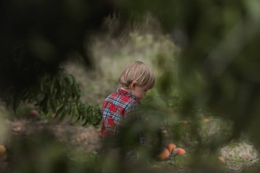 Küçük çocuk kendi meyve çiftliğinde ağaçtan taze olgun şeftali topluyor. Çocuklar meyve bahçesinde olgun şeftali toplayıp yiyorlar..