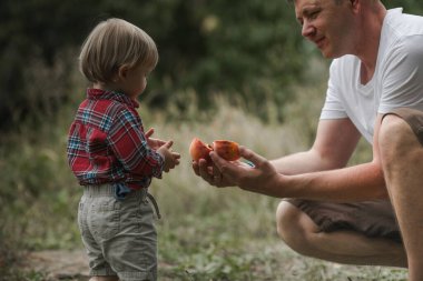 Man hands holding fresh and ripe picked Peach fruits, give some fruit his son. Peaches orchard clipart