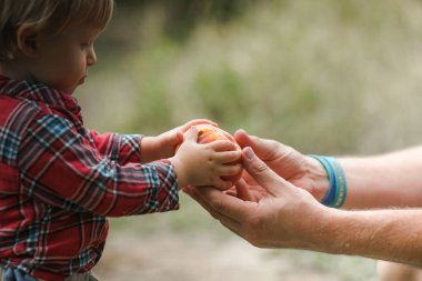 Man hands holding fresh and ripe picked Peach fruits, give some fruit his son. Peaches orchard clipart