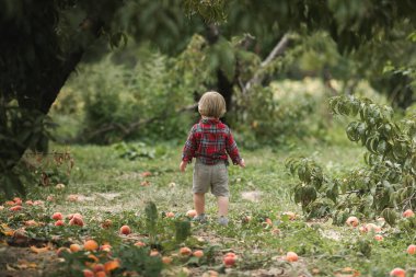 İnci ağacı bahçesinde oynayan küçük bir çocuk. Çocuklar sepetten meyve toplar. Bebek sonbahar hasadında sağlıklı meyve yiyor. Çocuklar için açık hava eğlencesi. Sepetli çocuk..