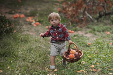 Little boy playing in pearches tree orchard. Kids pick fruit in a basket. Baby eating healthy fruits at fall harvest. Outdoor fun for children. Kid with a basket. clipart