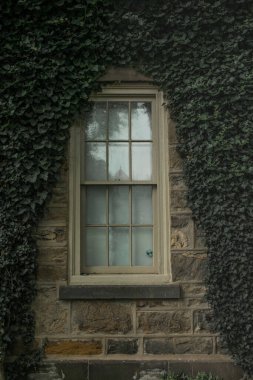Eski duvardaki sarmaşıklı beyaz pencere. Princeton Üniversitesi özel bir üniversitedir.