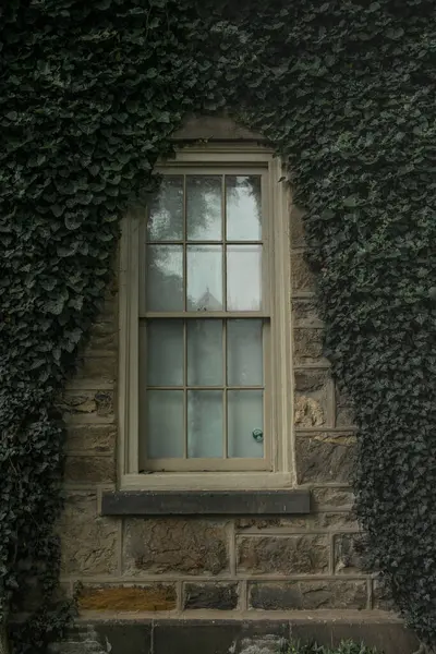 Eski duvardaki sarmaşıklı beyaz pencere. Princeton Üniversitesi özel bir üniversitedir.