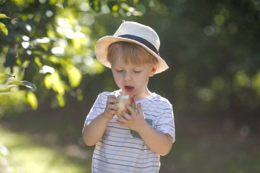 Güneşli bir bahçede otururken şapkalı, taze elma yiyen iki yaşında tatlı bir çocuk. Meyve bahçesinde doğal çocukluk anı.