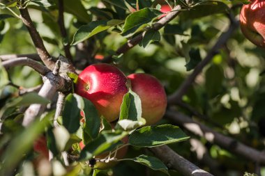 Güneşli bir meyve bahçesinde elma ağacının altına yerleştirilmiş taze kırmızı elmalarla dolu bir köy sepeti hasatı ve kırsal yaşamı simgeliyor..