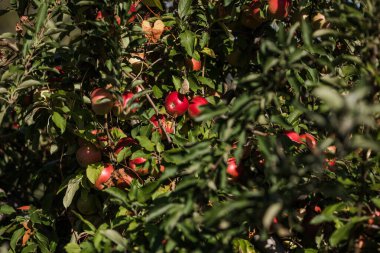 Güneşli bir meyve bahçesinde, ağaçta yetişen taze kırmızı elmalar..