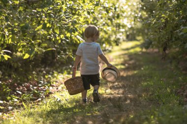 İki yaşındaki neşeli bir çocuk elinde sepetle bir elma bahçesinde koşuyor. Güneş ışığı ve olgun elmalarla çevrili. Güzel bir çocukluk anı ve hasat mevsimi.