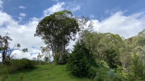 Native Tree Sky Scene — Stok video