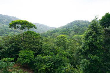 Aerial view of the jungle. Rainforest ecosystem and healthy environment.