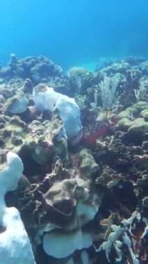 Balıklar ölü mercan resiflerinin üzerinde yüzerler..