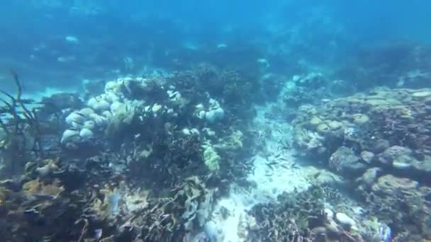 Vista Peixes Debaixo Água Dia Ensolarado — Vídeo de Stock