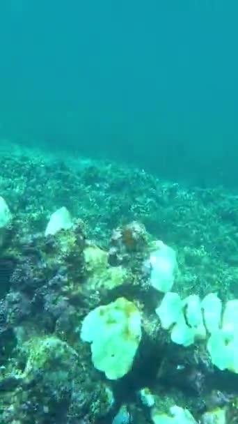 Tropikalny Podwodny Krajobraz Ryb Koralowców Oraz Krajobraz Morski Korali Miękkich — Wideo stockowe