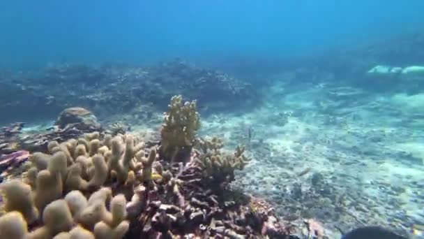 在哥伦比亚加勒比海的一个珊瑚礁中潜水 — 图库视频影像