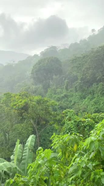 Mérsékelt Esőerdő Kilátás Köd Alacsony Felhők — Stock videók