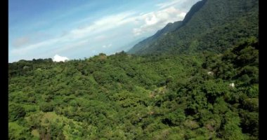 Güneşli bir günde yağmur ormanlarının manzarası