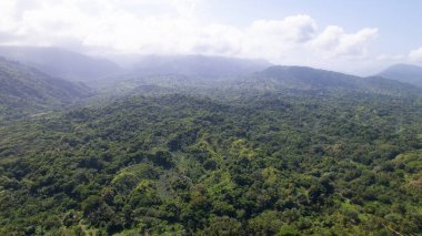 Geniş tropikal yağmur ormanları bulutlu bir gökyüzü altında.