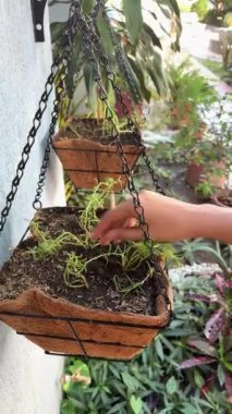 Profesyonel bahçıvan Coco Coir çiftliğinde büyüyen canlı biberiyeyi dikkatlice kontrol ediyor.