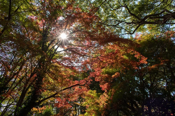 Вид Осенний Сезон Деревья Красными Оранжевыми Зелеными Листьями Солнечные Огни — стоковое фото