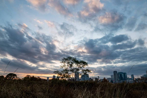 日出时以建筑物为背景的一些植物和一棵树的景观 日本大阪内田市 20221208 016 — 图库照片