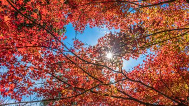 Güneşli bir günde (Osaka, Japonya) sonbahar yaprakları güneş ışığıyla kaplıdır (20221220-021).)