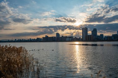 Nehir kenarında mavi gökyüzü, bazı bitkiler ve arkada Umeda şehri ile yüzen ördeklerin görüntüsü (Umeda, Osaka, Japonya) (20221220-032))