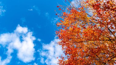 Autumn red leaves against a blue sky with some clouds