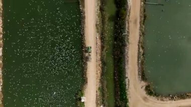 Dor, Israel - 14 Şubat 2024: Balık çiftliği beslenme ve zaman aşımı sırasında traktörü takip eden Ternler sürüsü