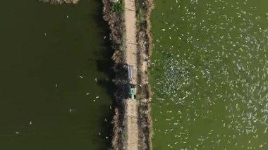 Dor, Israel - 14 Şubat 2024: Balık çiftliği beslenme ve zaman aşımı sırasında traktörü takip eden Ternler sürüsü