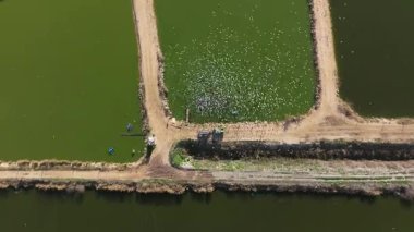 Dor, Israel - 14 Şubat 2024: Balık çiftliği beslenme ve zaman aşımı sırasında traktörü takip eden Ternler sürüsü