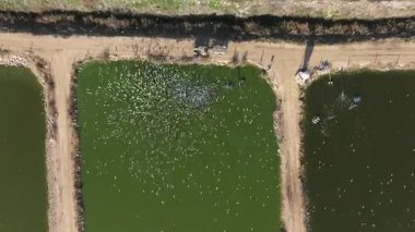 Dor, Israel - 14 Şubat 2024: Balık çiftliği beslenme ve zaman aşımı sırasında traktörü takip eden Ternler sürüsü