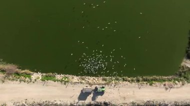  Balık çiftliği beslenme ve zaman dilimi sırasında traktörü takip eden Ternler sürüsü