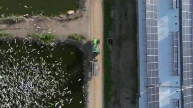  Balık çiftliği beslenme ve zaman dilimi sırasında traktörü takip eden Ternler sürüsü