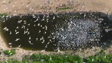  Balık çiftliği beslenme ve zaman dilimi sırasında Tern sürüsü