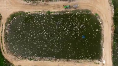  Balık çiftliği beslenme ve zaman dilimi sırasında traktörü takip eden Ternler sürüsü