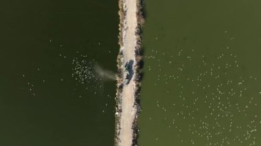  Balık çiftliği beslenme ve zaman dilimi sırasında traktörü takip eden Ternler sürüsü