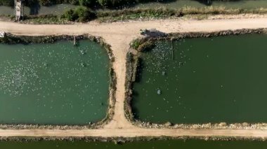  Balık çiftliği beslenme ve zaman dilimi sırasında traktörü takip eden Ternler sürüsü