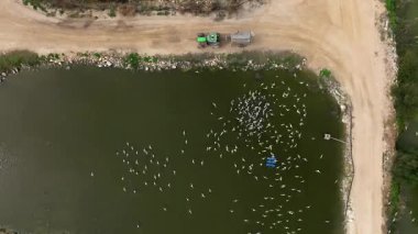  Balık çiftliği beslenme ve zaman dilimi sırasında traktörü takip eden Ternler sürüsü