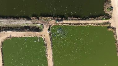  Balık çiftliği beslenme ve zaman dilimi sırasında traktörü takip eden Ternler sürüsü