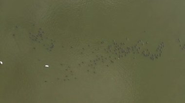 Sakin suda dinlenen Büyük Karabataklar sürüsü Phalacrocorax karbonhidrat,