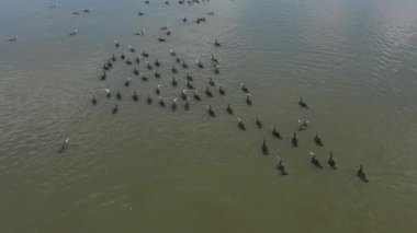 Sakin suda dinlenen Büyük Karabataklar sürüsü Phalacrocorax karbonhidrat,