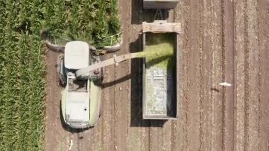 Mısır tarlası toplayıcısı hareket halindeki bir kamyon römorkuna toprak yüklüyor.