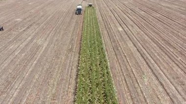 Mısır tarlası toplayıcısı hareket halindeki bir kamyon römorkuna toprak yüklüyor.