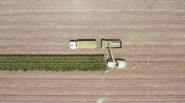 Mısır tarlası toplayıcısı hareket halindeki bir kamyon römorkuna toprak yüklüyor.