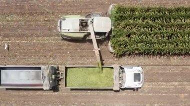 Mısır tarlası toplayıcısı hareket halindeki bir kamyon römorkuna toprak yüklüyor.