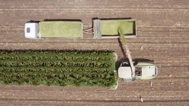 Mısır tarlası toplayıcısı hareket halindeki bir kamyon römorkuna toprak yüklüyor.