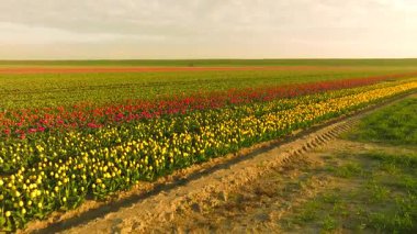 Kuzey Hollanda 'da gün doğumunda güzel lalelerle dolu.
